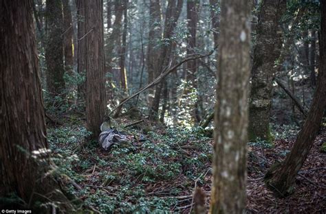 Haunting images from inside Japans suicide forest